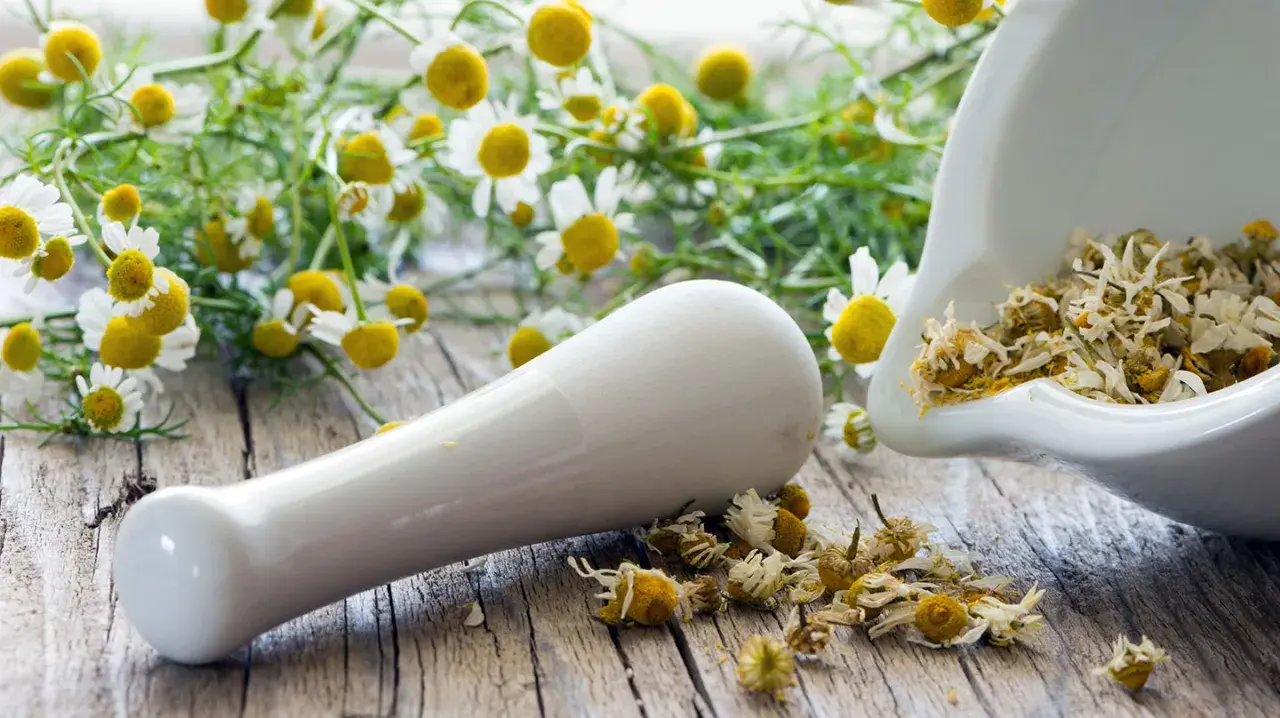 Mörser mit getrockneten Kamillenblüten und frischen Kamillenblumen im Hintergrund. Kamillentee bei Nierenschmerzen kann Linderung verschaffen.