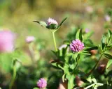 Nahaufnahme von rosa Rotklee-Blüten. Bei der Betrachtung der Natur kann man sich fragen, ob es Rotklee Nebenwirkungen gibt.
