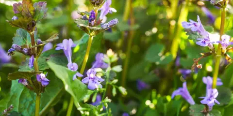 Nahaufnahme von Gundelrebenblüten. Die **Gundelrebe Wirkung** ist vielfältig, diese Pflanze blüht im Frühling.