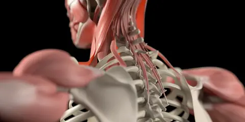 Detailansicht der Nackenmuskulatur Anatomie mit Wirbelsäule und Schulterknochen.