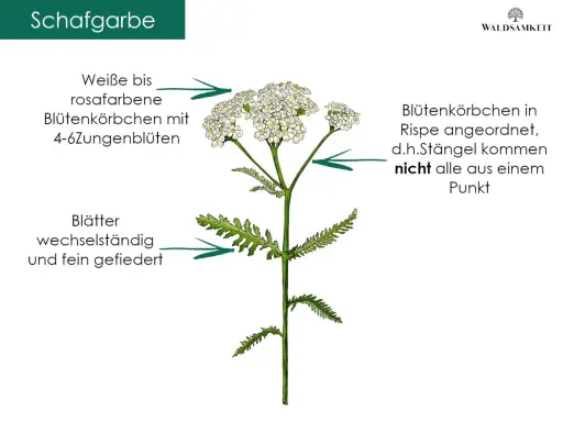 Schafgarbe mit weißen bis rosafarbenen Blütenkörbchen und fein gefiederten Blättern. Die eberkraut wirkung ist vielfältig.