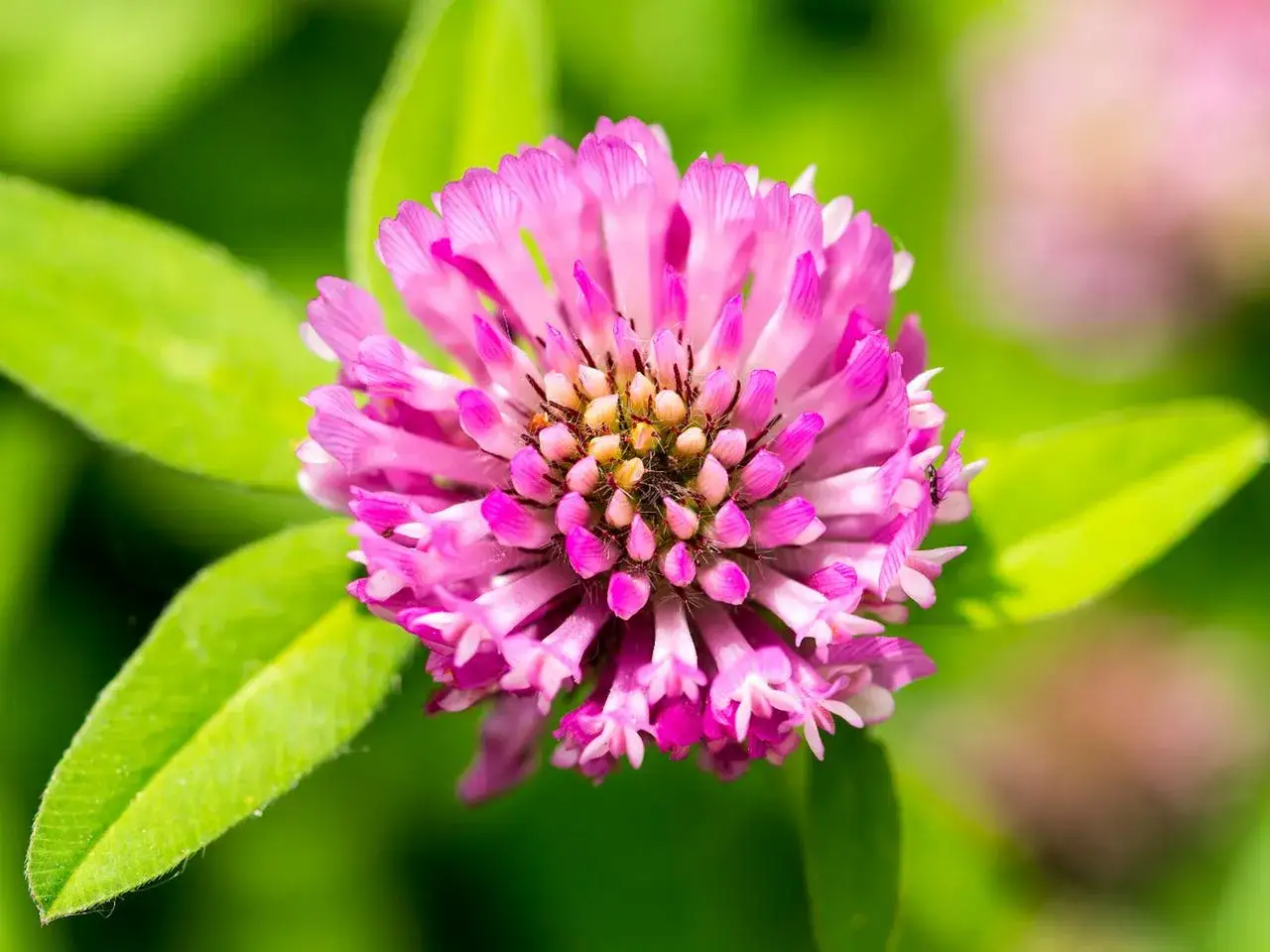 Nahaufnahme einer rosa Klee-Bl&uuml;te mit gr&uuml;nen Bl&auml;ttern. Die rotklee wirkung ist vielf&auml;ltig, von beruhigend bis entz&uuml;ndungshemmend.