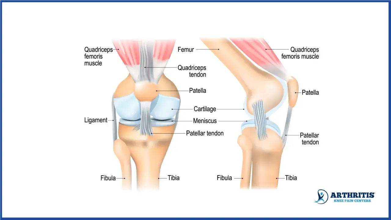 Kniegelenk-Anatomie: Femur, Patella, Knorpel, Meniskus, Sehnen und Bänder. Die gelenkkopf funktion wird durch diese Strukturen ermöglicht.