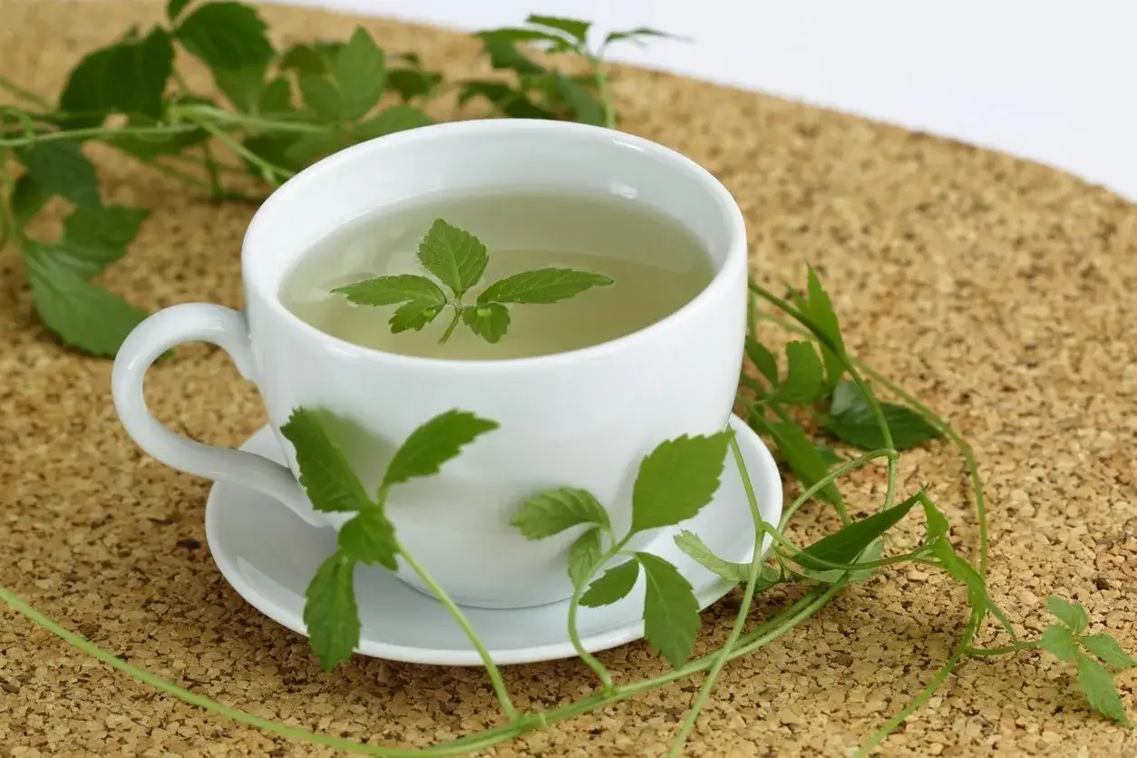 Eine Tasse Jiaogulan-Tee, umgeben von frischen Jiaogulan-Ranken. Die Jiaogulan Wirkung wird oft f&uuml;r ihre gesundheitlichen Vorteile gesch&auml;tzt.