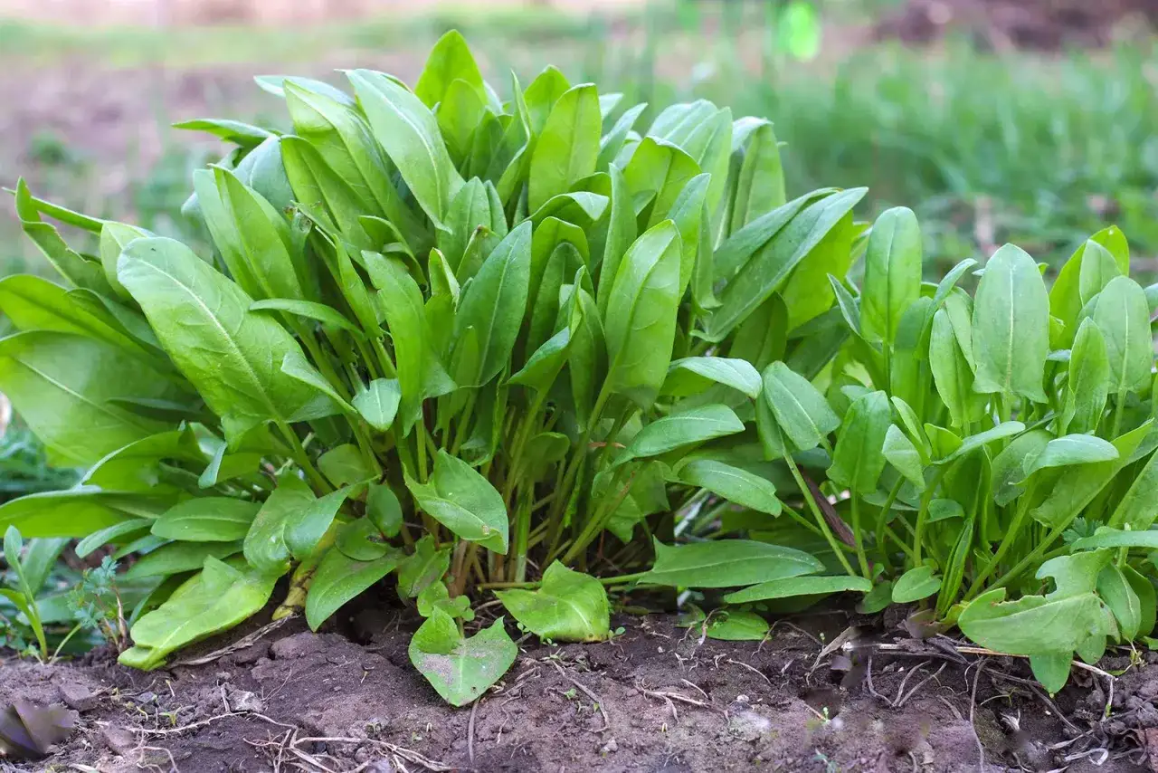 Ein dichter Busch aus saftig gr&uuml;nen Bl&auml;ttern. Dieser sauerampfer gesund w&auml;chst &uuml;ppig im Boden und verspricht eine frische, vitaminreiche Ernte.