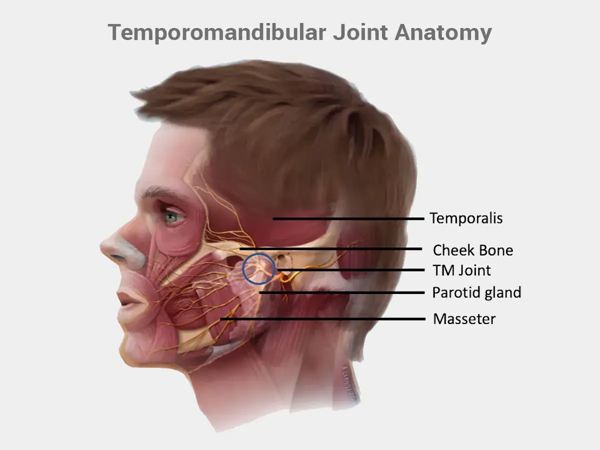 Anatomie des Kiefergelenks. Verspannungen hier können zu Ohrenschmerzen führen. Was tun?