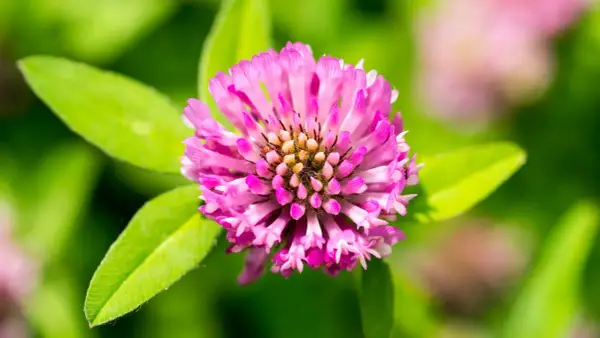 Nahaufnahme einer rosa Klee-Blüte. Manche glauben, Rotklee könnte bei der Gewichtszunahme helfen.