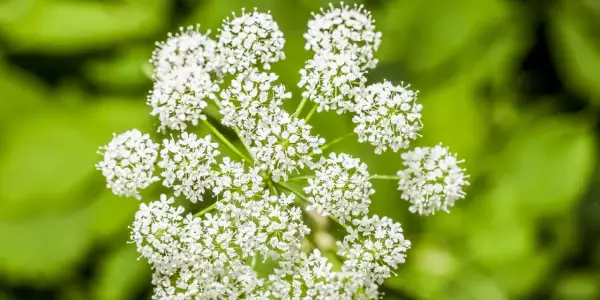 Zarte weiße Blüten der Bibernelle, deren Heilwirkung seit langem bekannt ist, entfalten sich vor grünem Hintergrund.