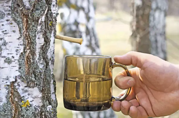 Frisch gezapftes Birkenwasser tropft in eine Tasse. Die natürliche Birkenwasser Wirkung ist bekannt für ihre erfrischenden und belebenden Eigenschaften.