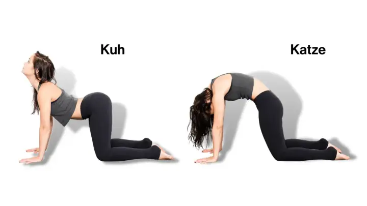 Frau in Kuh- und Katzenstellung, zwei von 12 Grundstellungen im Hatha Yoga.